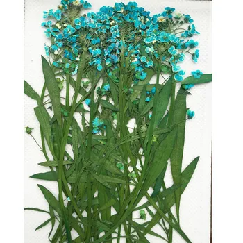 2019 Nové Sladké Alyssum Dekoratívne kvety pre domáce sušené kvety stlačte kvet zadarmo zásielky 1 lot / 120 ks