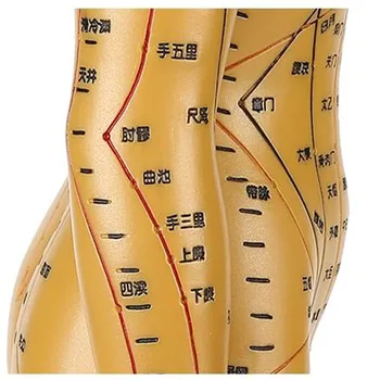 2020 NOVÉ Ľudské Akupunktúra Model Meridian Akupunktúra TCM Telo Bronzový Muž Lekárske výučby DIY vedy