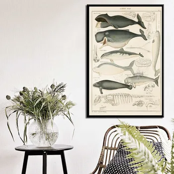 Plagát Vytlačí Retro Tichom Sea Shell Ryby Zvierat Vintage Život Graf Biológie Maľovanie Umeleckých Obrazov Na Stenu Pre Obývacia Izba Domova