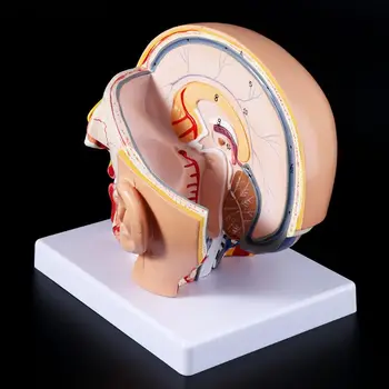 2019 NOVÉ Ľudskej Anatómie Vedúci Lebky, Mozgu Mozgové Tepny Anatomický Model Pre Výučbu