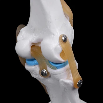 Ľudské Anatomické Kolenného Kĺbu Flexibilné Kostra Model pre Vzdelávanie Pomoc Anatómia