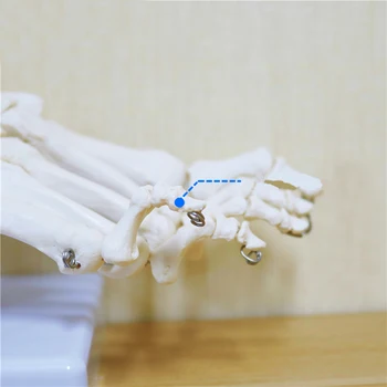 Flexibilné Ľudské Nohy, Kosti Model Noha Jediným Kĺbov Nohy Členok holennej kosti a Ihlice Nohy Model Ortopédia Vyučovania na Lekárske
