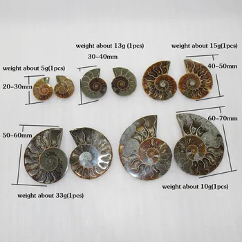 Pár Prírodné Ammonite Fosílnych Vzor Shell conch Nautilus Pompiplius Tichom jaspis akvárium Kamene Liečivé o 30 mm