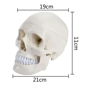 Lekársky Model Odolný Visual Ľudských PVC Socha Kostra Lekárske Hlavu Model Parietal Anatomické Lebky, Model Vyučovania