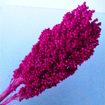 O 50 cm Prírodné Sušené Kvety, Kytice, Cirok Ucho Domov Obývacia Izba Svadobné Party Dekorácie Konzervované Spike Streľba Rekvizity