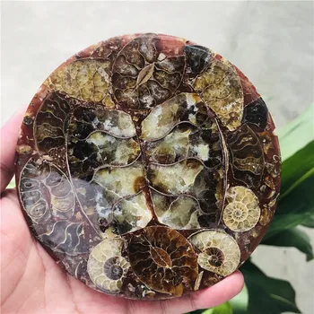 12cm Ammonite Fosílnych Plátok Doska Natura Shell a compassl MADAGASKAR FOSÍLNYCH VZOR UZDRAVENIE dekorácie