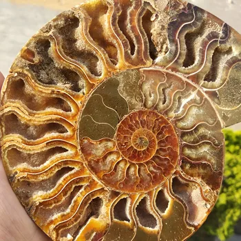 Madagaskar Skamenelín Dúhové Ammonite Prírodných Kameňov A Nerastov, Vzorky Krásny Vianočný Darček