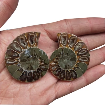Pár Prírodné Conch Chryzantéma Rainbow Split Ammonite Fosílnych Vzor Shell Uzdravenie Madagaskar Minerálne Vzor