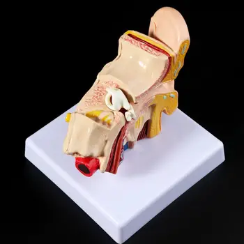 Lekárske rekvizity model 1,5-Krát životnej Veľkosti Ľudské Ucho Anatómie Model OrganMedical Spotrebný materiál na Vyučovanie Odborných
