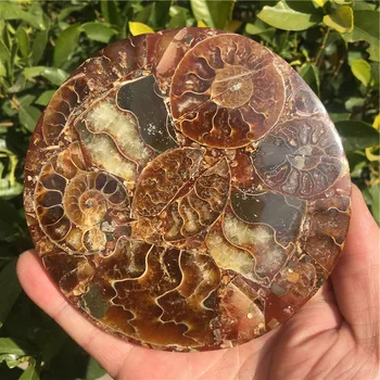 Prírodné ammonite fosílnych conch Crystal vzor uzdravenie 1PC
