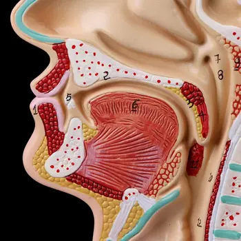 Ľudské Anatomické Nosovej Dutiny, Hrdla Anatómie Lekárskej Model Učebná Pomôcka