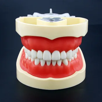Vymeniteľné Zub pre Prax Model Zubné Granule a Skrutku Výučby Simulačný Model Zubov Model