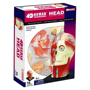 4D MASTER puzzle montáž hračka reprodukčné viscera obličiek, kože orgán anatomický model medicíny