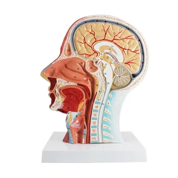 Nový 1:1Human Anatomické Pol Hlavy, Tváre Anatómie Lekárskej Mozgu, Krku Stredná Časť Štúdia Modelu Nerve ciev Na Vyučovanie