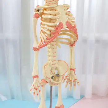 37 cm Ľudských Dvojité Hlavu Dieťa Lebky Kostra Anatómie Mozgu Displej Štúdia Vyu Anatomický Model