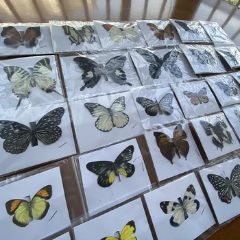 20Pcs Prírodné Polarizačné Rhopalocera / Le Papillon / Motýľ Vzor Kresby Materiál Dekor