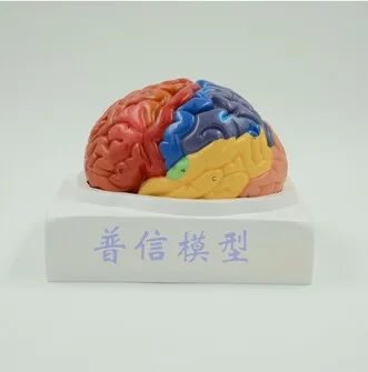 Doprava zadarmo&model Mozgu, mozgových funkcií oblasti model, ľudský mozog anatomický model, pre zdravotnícke školy.