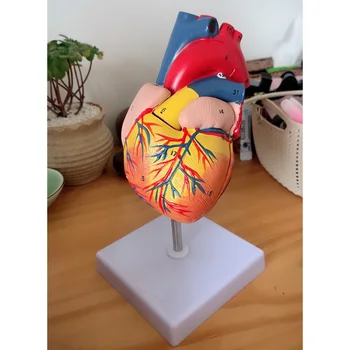 Ľudské Srdce Anatomický Model Vyučovania Viscera Lekárske Orgán Anatómie Model 1:1 Emulational Lekárskej Vedy Učebné Zdroje