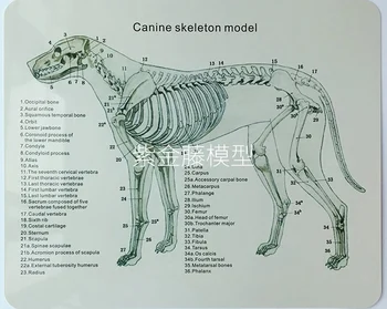 Anatomické Psie Kostra Psa Veterinárne Výučby Animal Model