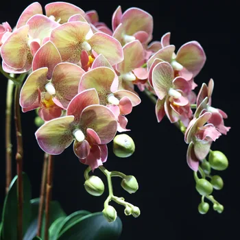 Phalaenopsis (7pcs Orchidea+5 ks Listov+Pot) DIY Kvet Dohoda Skutočný Dotyk Kvetu Office Dekorácie Prípade Vrchol - INDIGO