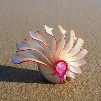 Rose Nautilus prírodné conch shell ozdoby, darčeky bytového zariadenia fosílnych vzácne zbierky štyri slávne.