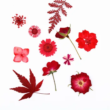 Červená Sušené Prírodné Skutočné Kvetinové Sortiment Lisovaných Javorový List Herbarium List Kvetinová Výzdoba Živice Plavidlá Živice Umelecké Potreby