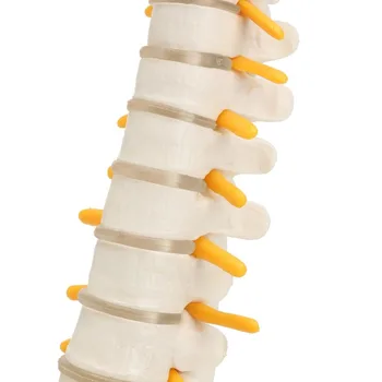 45 cm ľudskej chrbtice s panvového model Človeka Anatomické Anatómie kostra zásoby a vybavenie, Lekárske chrbtice modely
