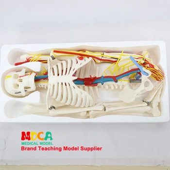 Lekárske 85 CM ľudského kostrového svalu štart a stop bod nervová model malé ihly skalpel ľudské kostry modelu MGG206