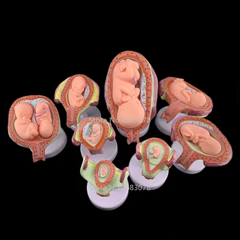 8 X Plodu Anatomický model Ľudského Vývoj Plodu Model - Dieťa Plodu Plod Tehotenstva Anatómie