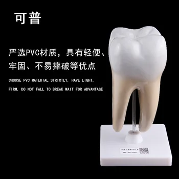 Ľudskej anatómie Molekulová rozšírenie modelu Zdravé veľké štruktúru zubov Ústne zubné vyučovania formy výzdoby