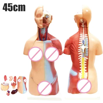 4D Anatomické Montáž Modelu Ľudských Orgánov na Vyučovanie Vzdelávania Školské Vzdelávacie Dodávky Kati Anatomický Model