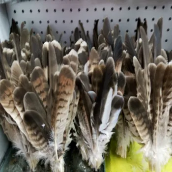 Vysoká kvalita 50pcs Vzácne prírodné eagle feather 15-28 cm / 6-12inch rôzne dekoratívne diy zbierať svadbu, výzdoba, doprava zdarma