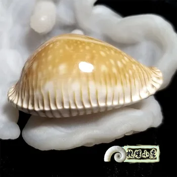 Zriedkavé conch, 5,1 cm Východ Mora Gold Star Slimák slimák zber domáce dekorácie